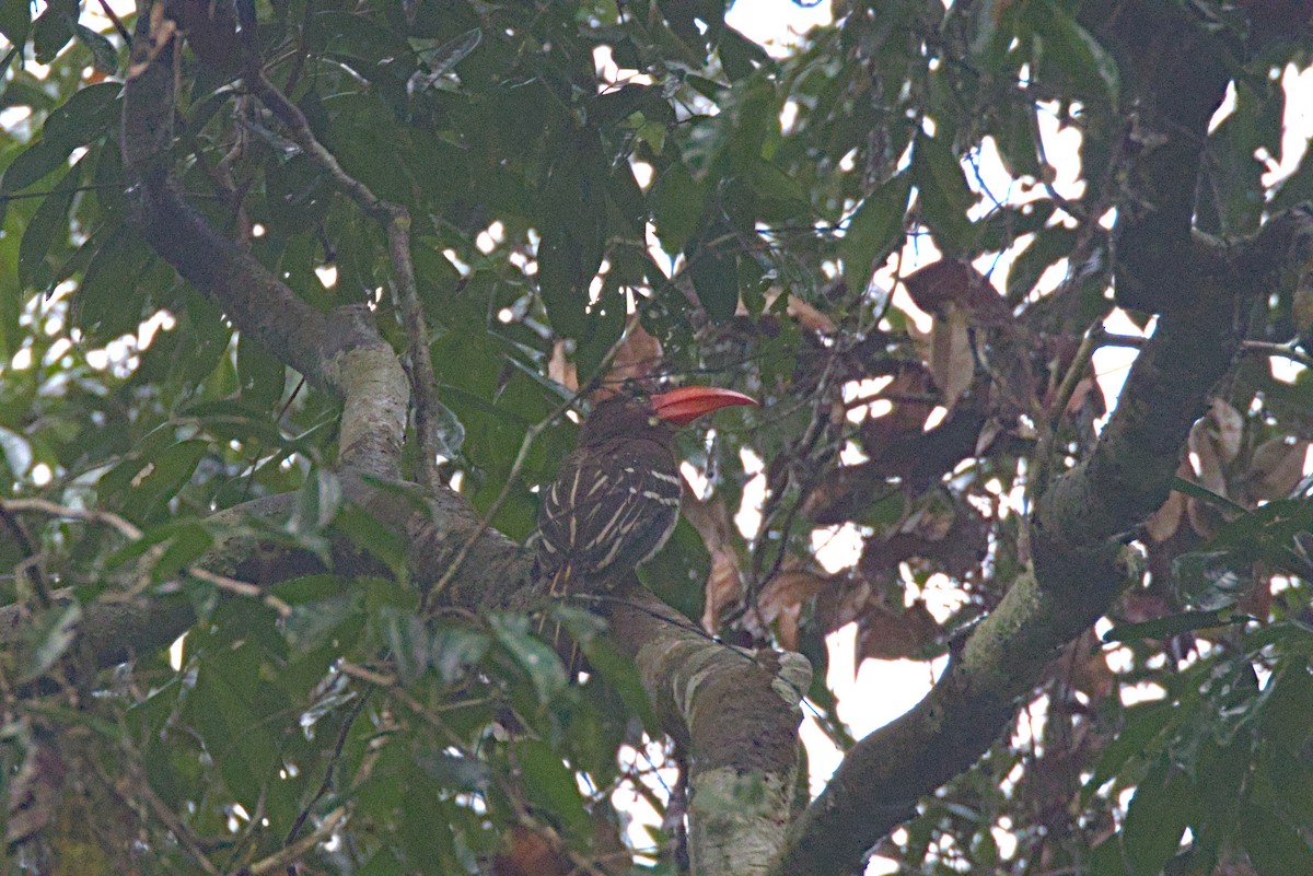 Red-billed Dwarf Hornbill - ML646648956