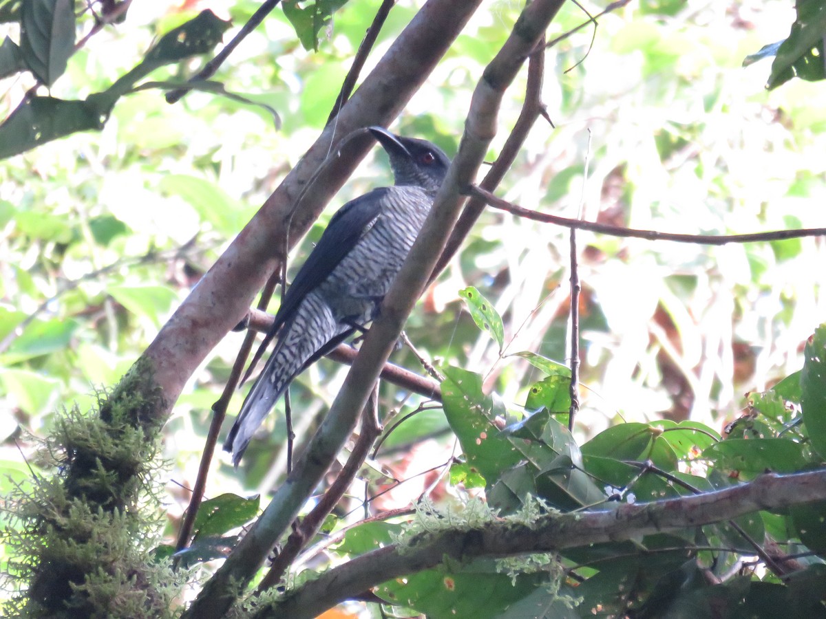 Andaman Tırtılyiyeni - ML646648959