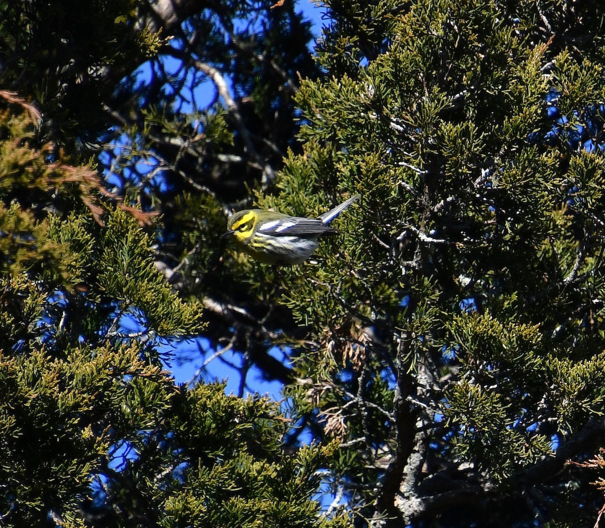 Townsend's Warbler - ML646648960
