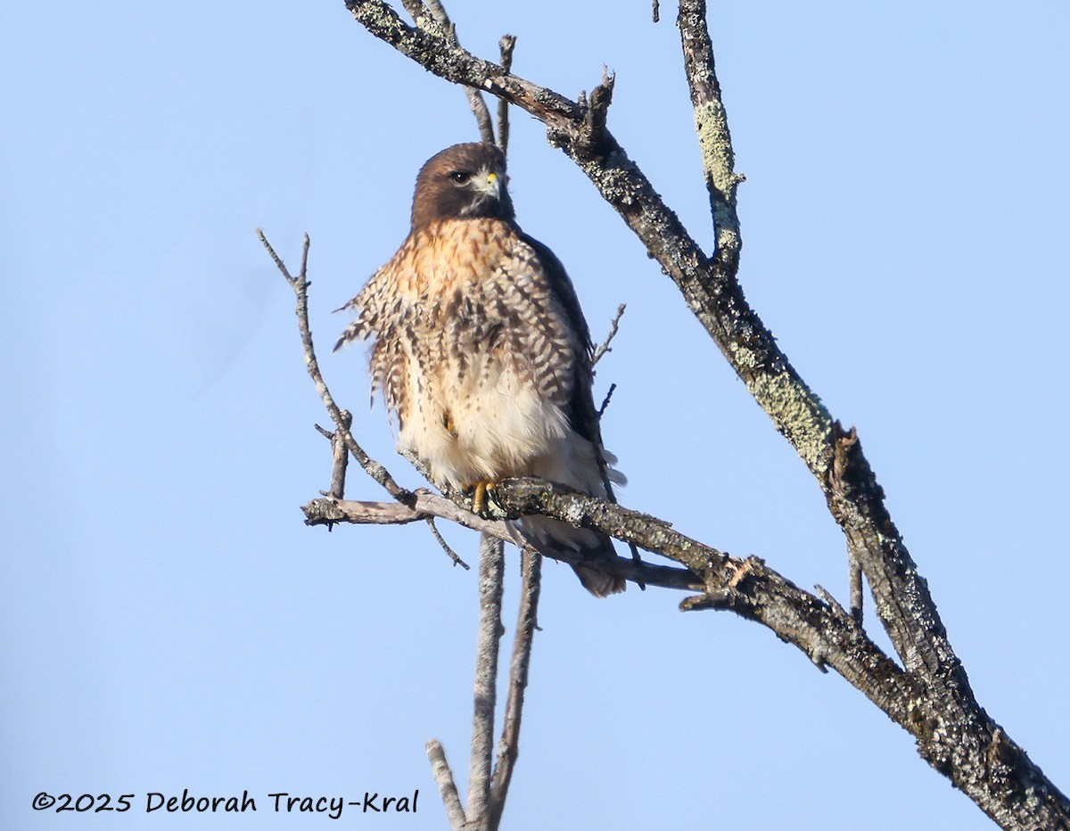 Red-tailed Hawk (abieticola) - ML646648961