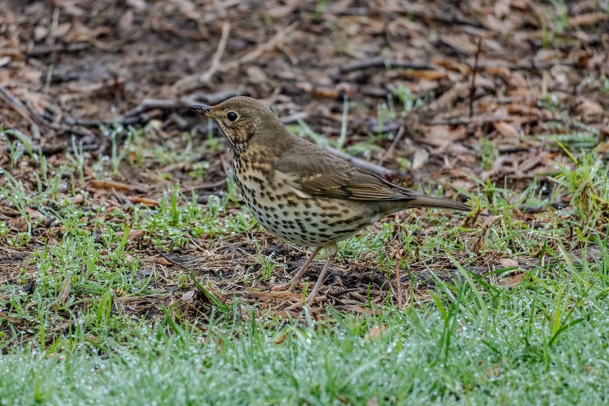 Tordo bottaccio - ML646648962