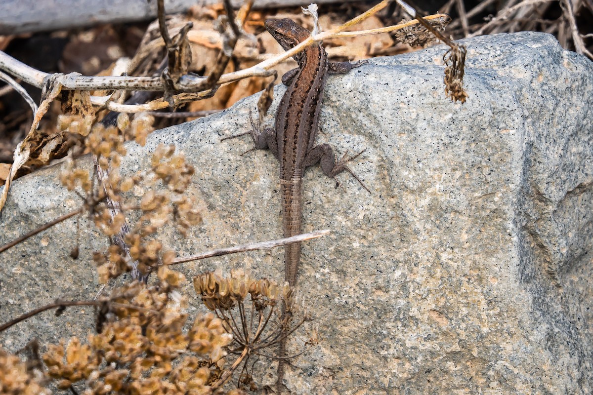 ニシカナリアカナヘビ - ML646648965