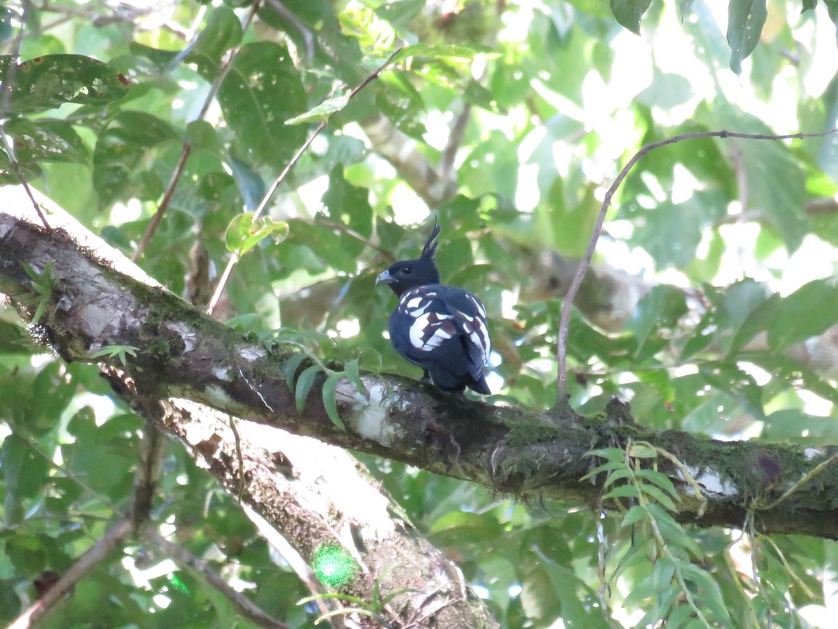 Siyah Baza - ML646648969