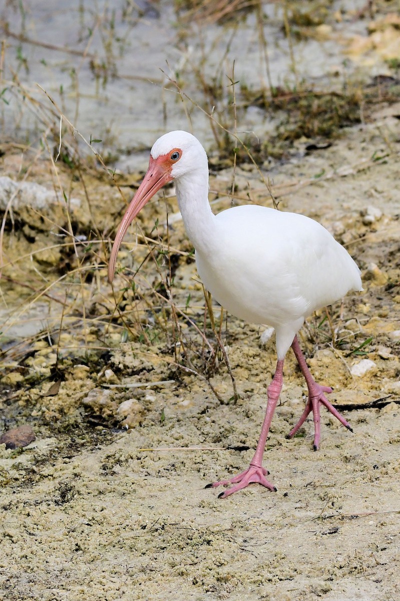 White Ibis - ML646648974