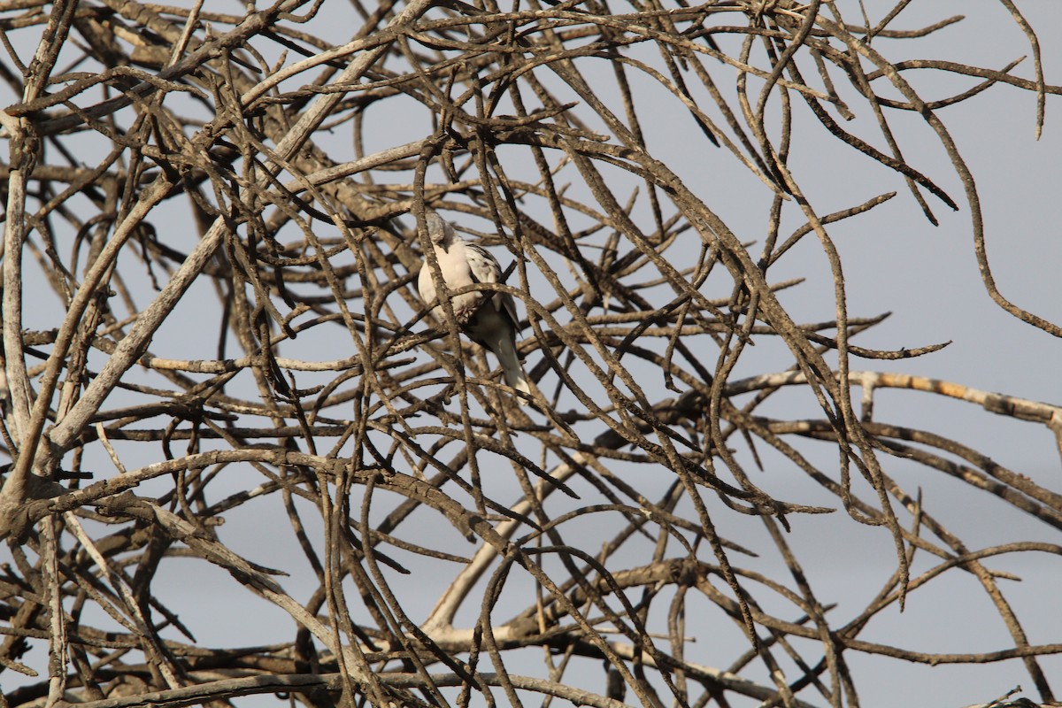 Picui Ground Dove - ML646648978