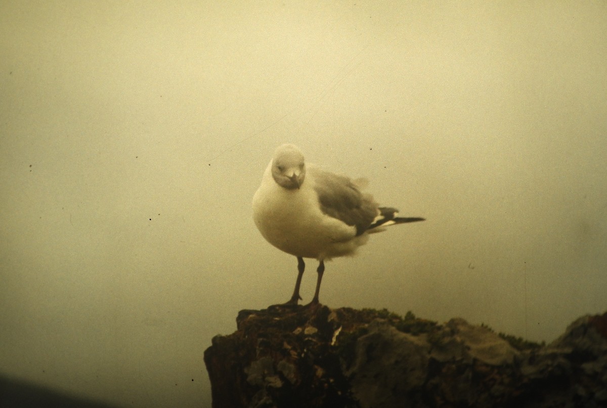 Gray-hooded Gull - ML646648979