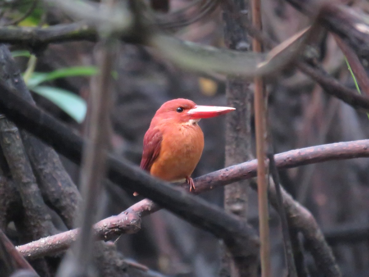 Kızıl Yalıçapkını - ML646648981