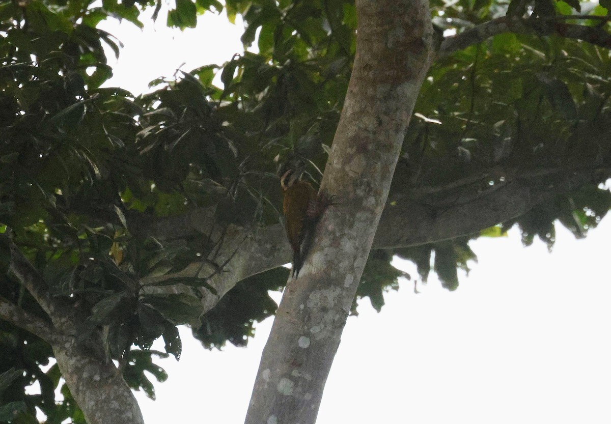 Fire-bellied Woodpecker - ML646648982