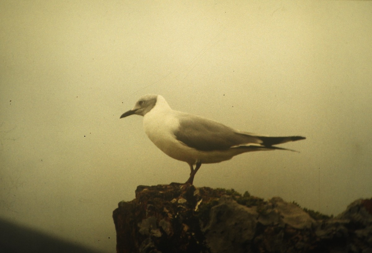 Gray-hooded Gull - ML646648984