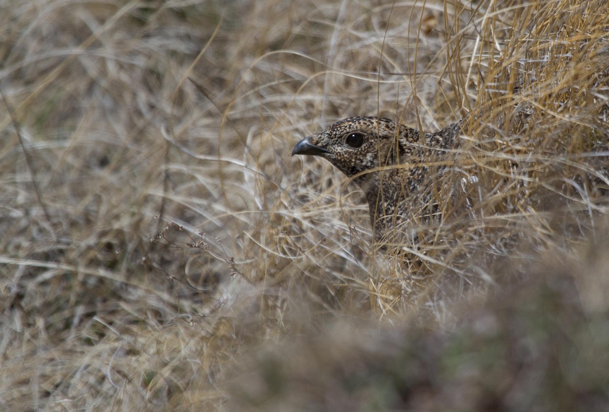Caucasian Grouse - ML646648989