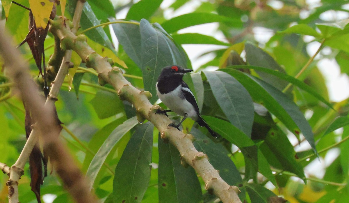 Brown-throated Wattle-eye - ML646648991