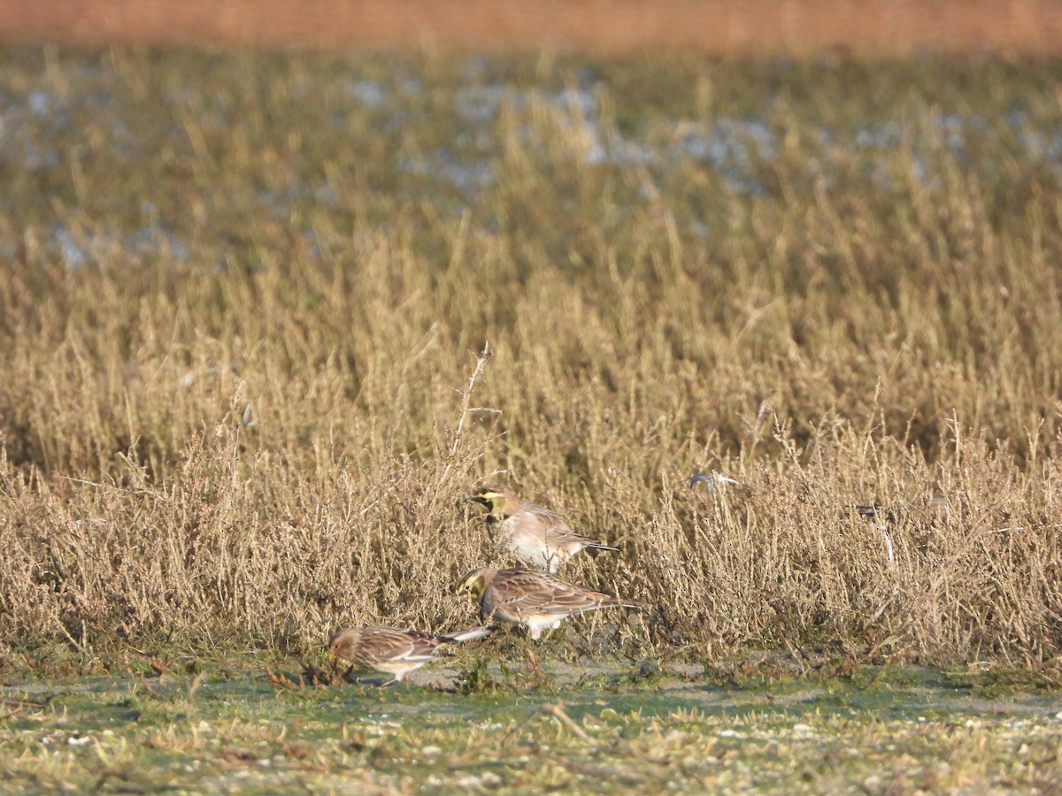 Horned Lark - ML646648992