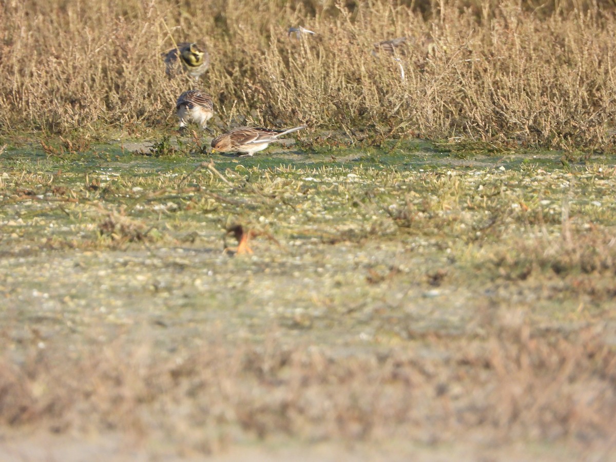 Horned Lark - ML646648993