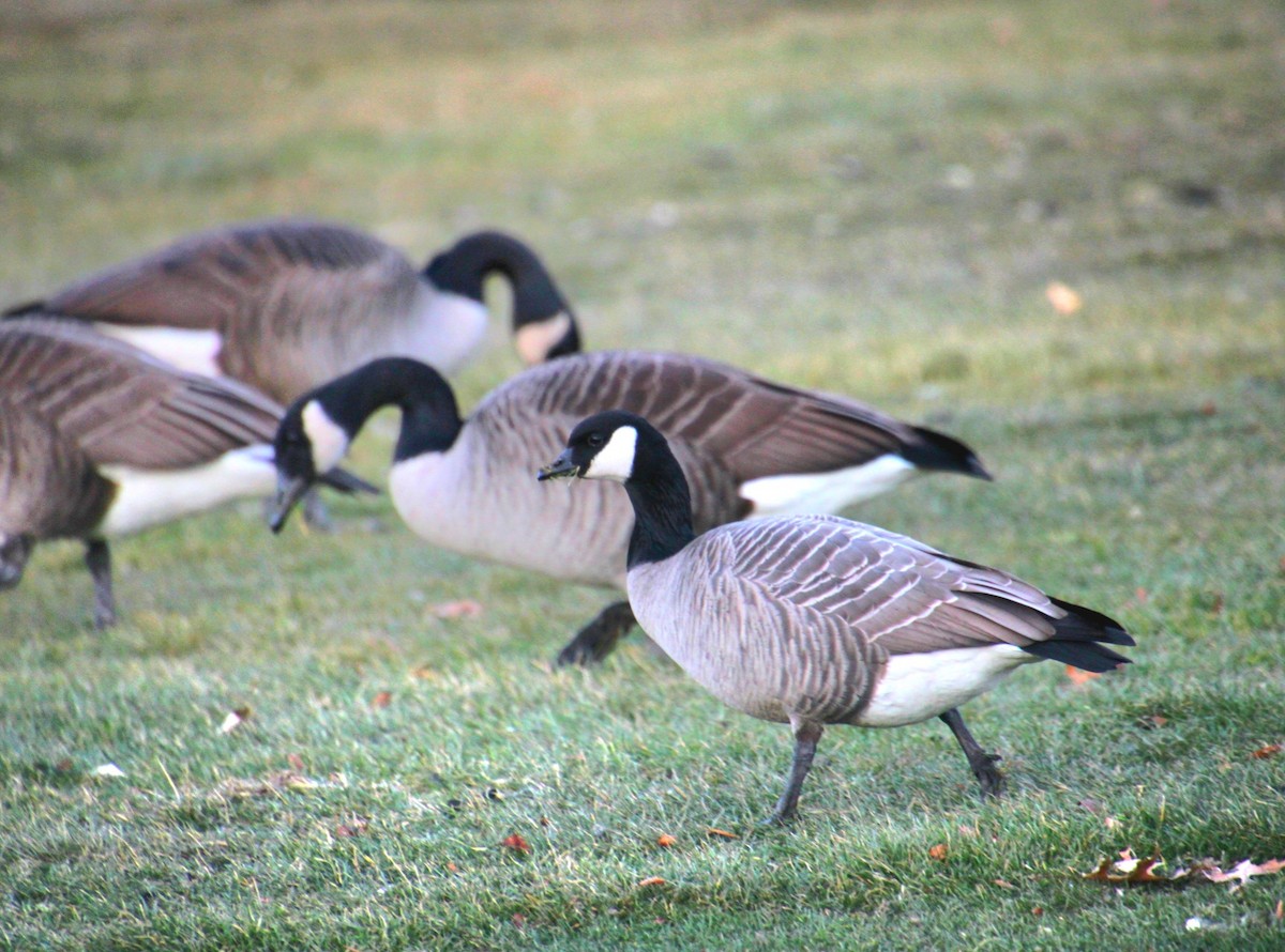 Zwergkanadagans (hutchinsii) - ML646648994