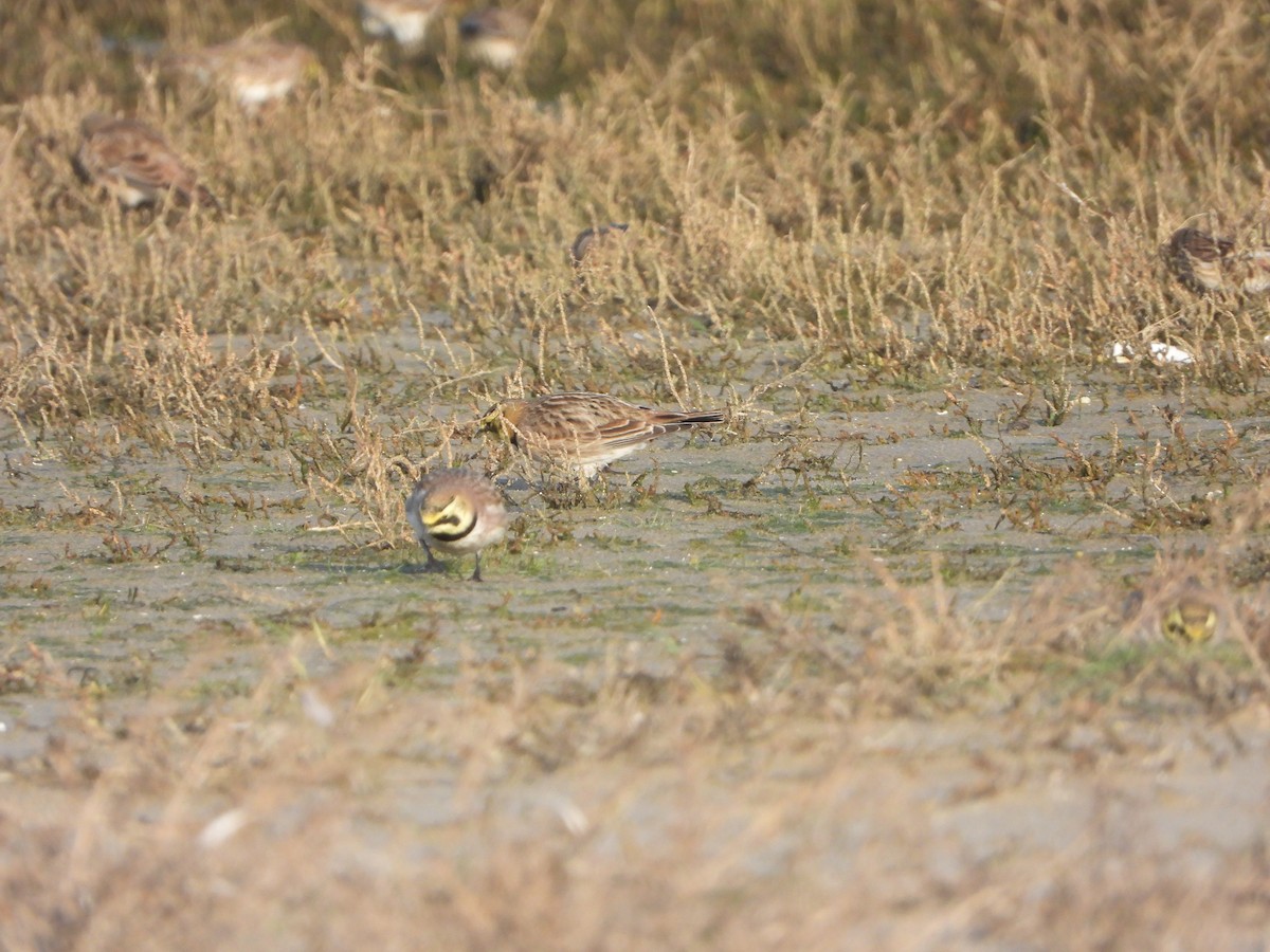 Horned Lark - ML646648995