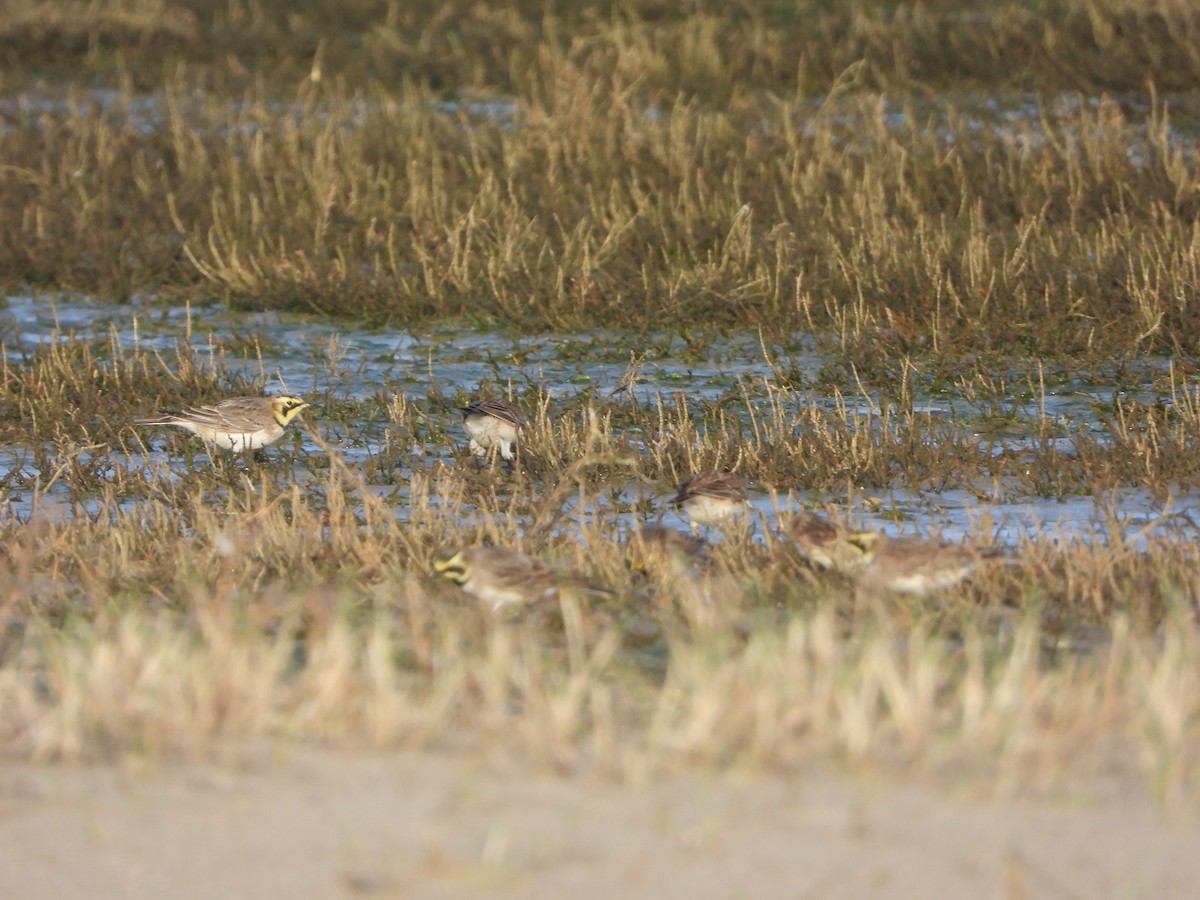 Horned Lark - ML646648996