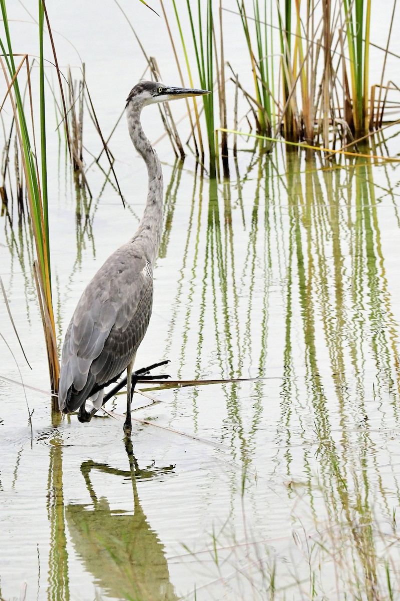 Great Blue Heron - ML646648997