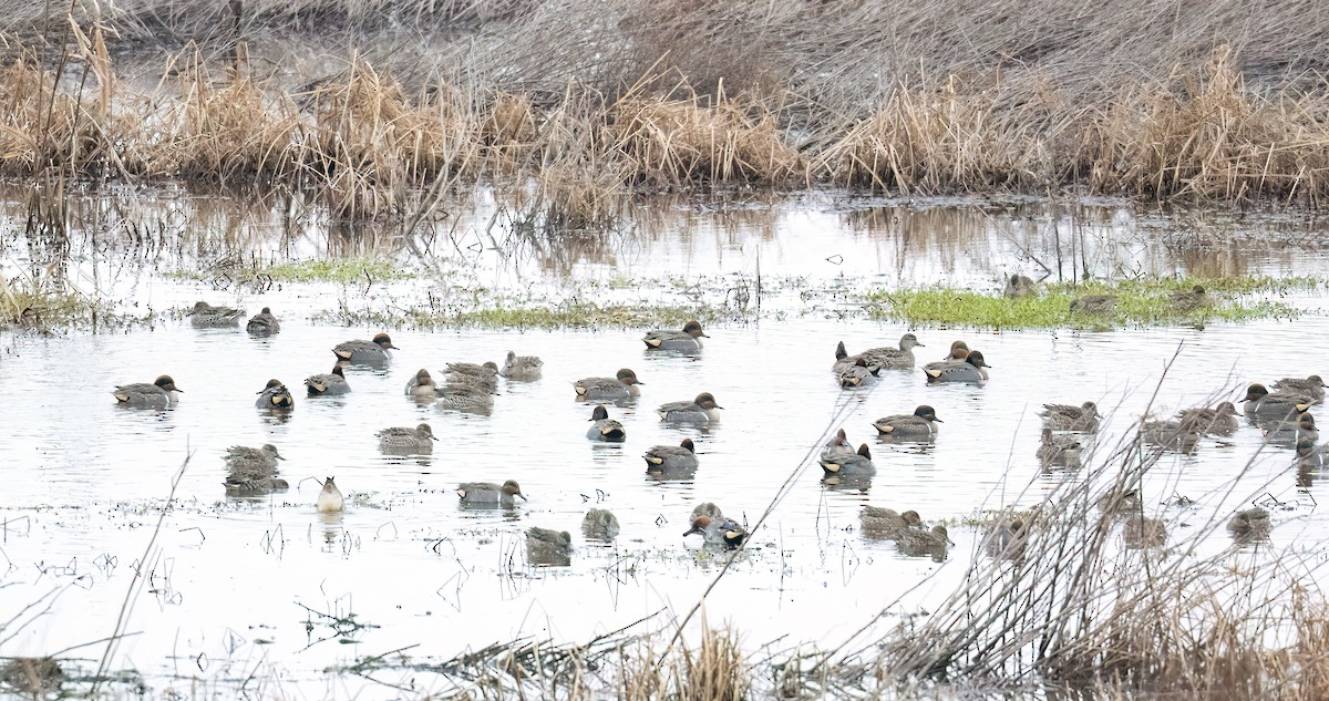 Green-winged Teal - ML646649002