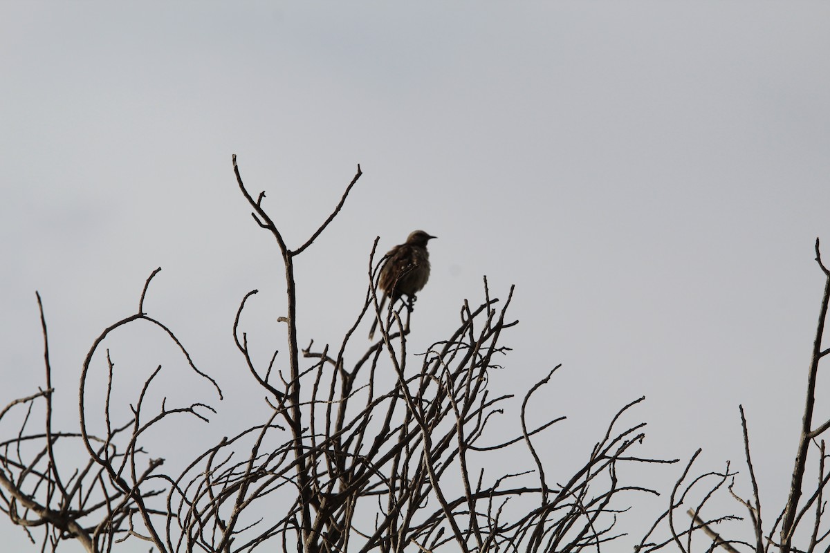 Chilean Mockingbird - ML646649005