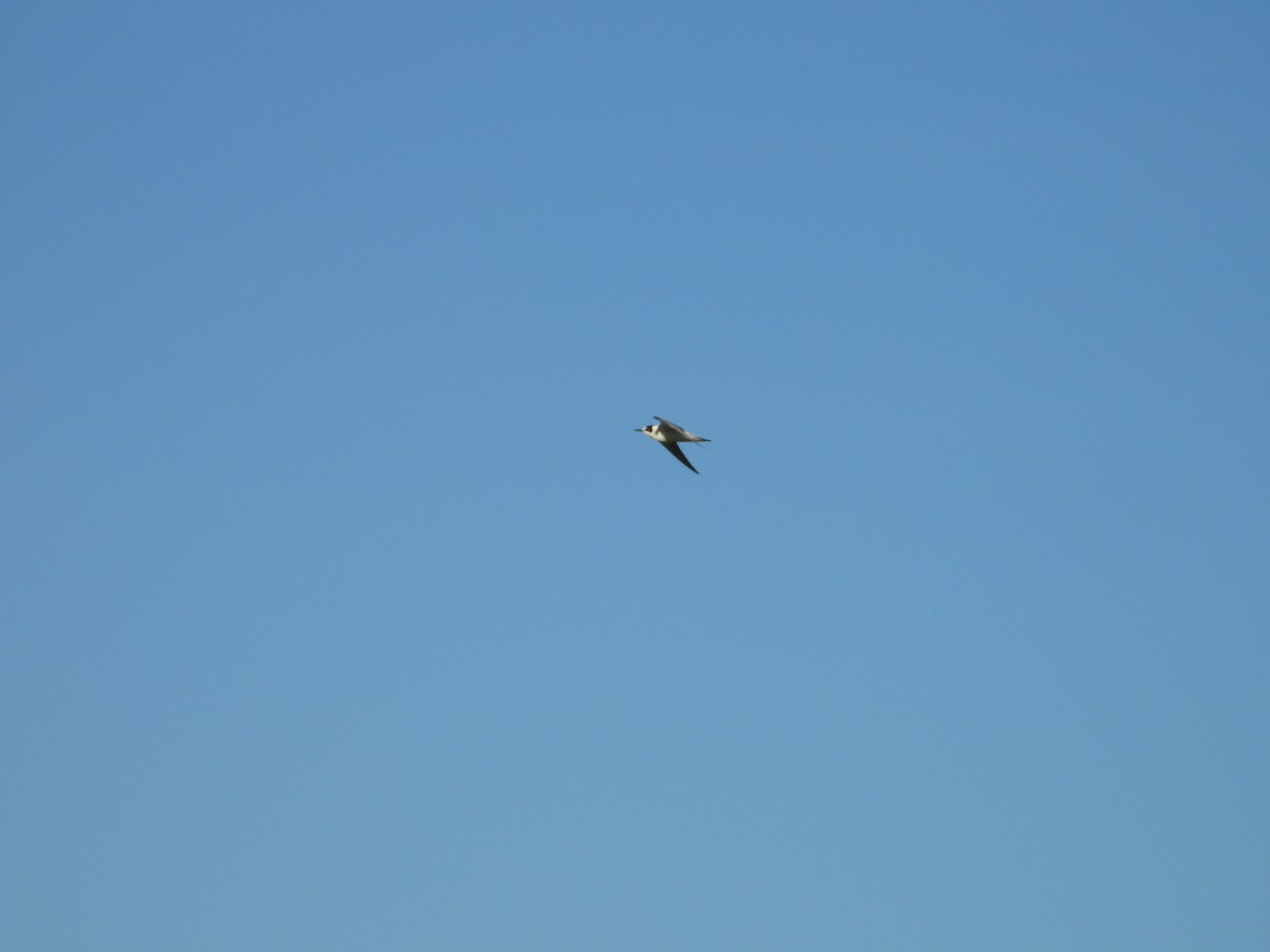 Black Tern - ML646649006