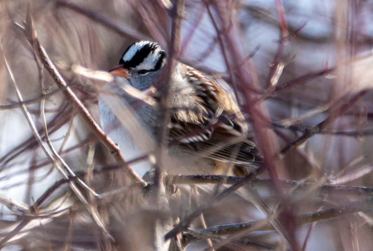 White-crowned Sparrow - ML646649007