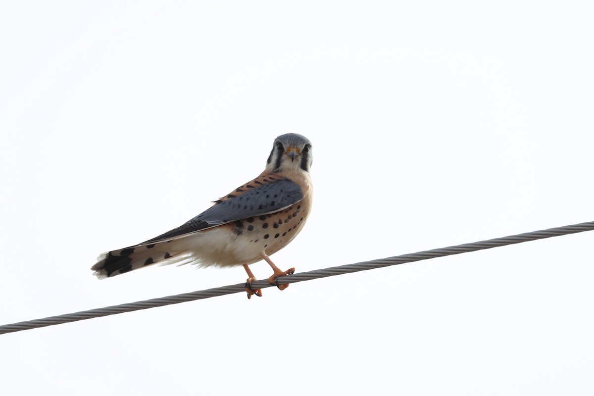 アメリカチョウゲンボウ - ML646649008