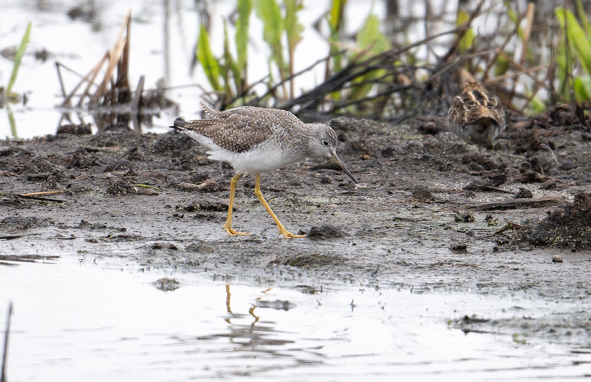 Greater Yellowlegs - ML646649012