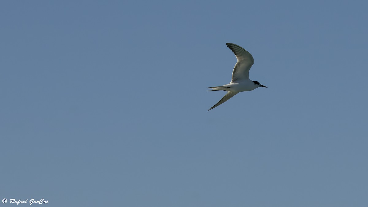 Common Tern - ML646649013