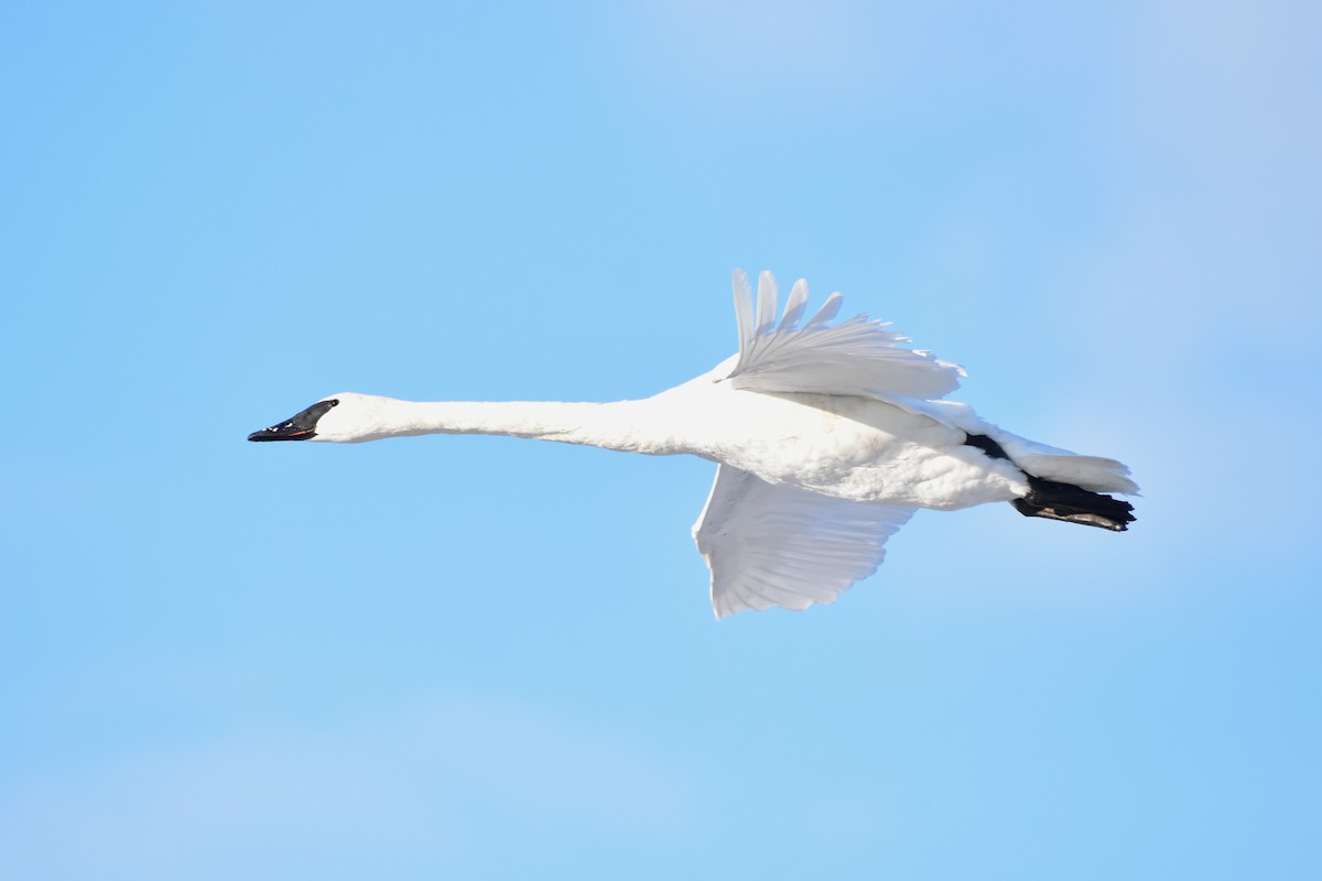 Trumpeter Swan - ML646649014