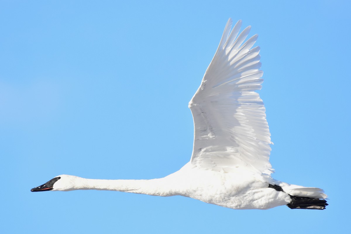 Trumpeter Swan - ML646649015