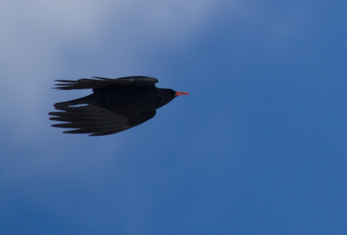 Gracchio corallino - ML646649016