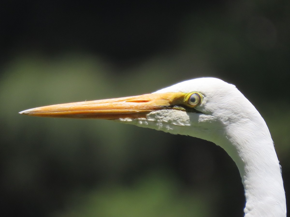 Great Egret - ML646649017