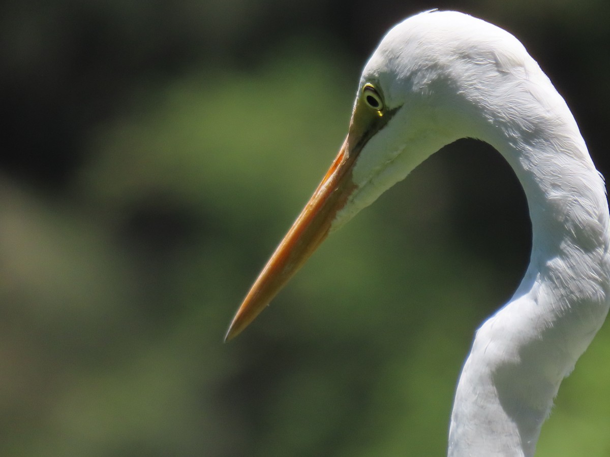Great Egret - ML646649018