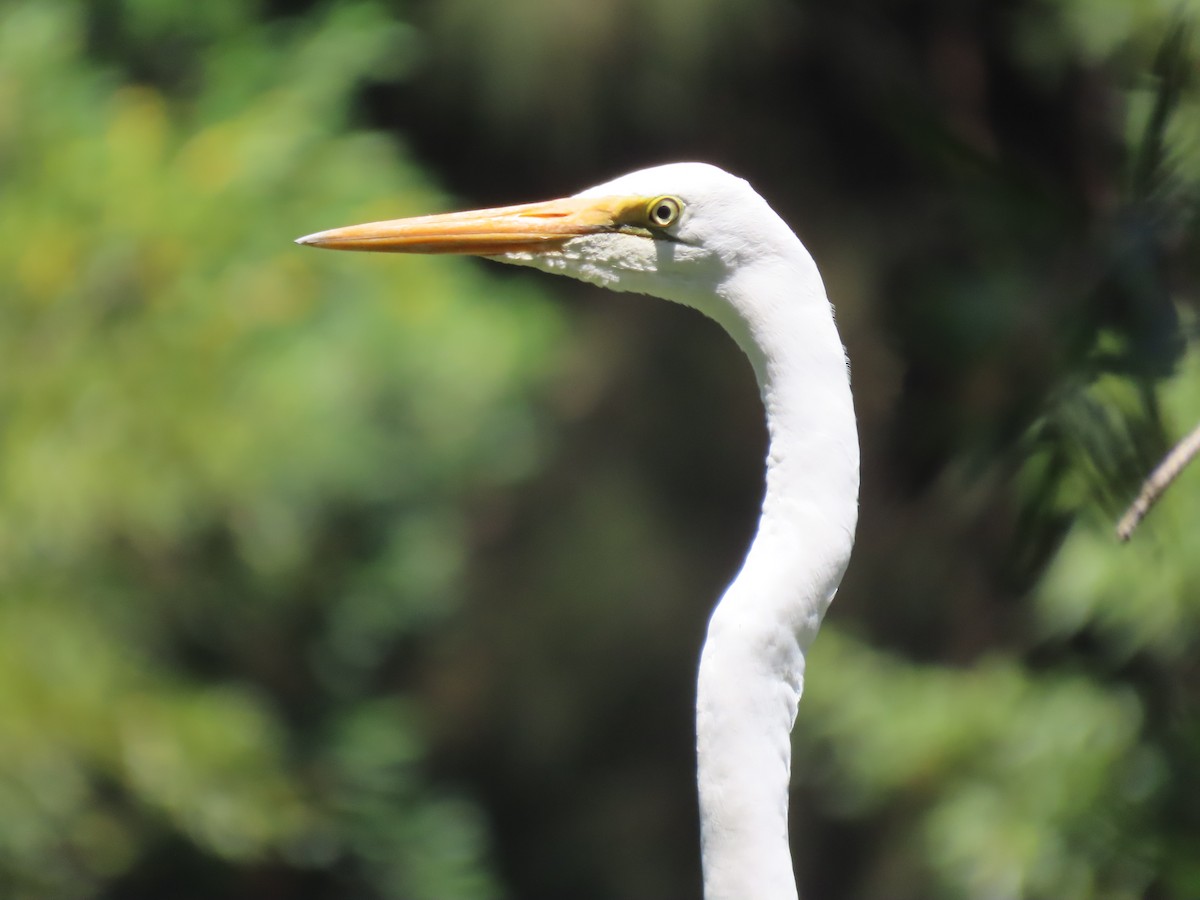 Great Egret - ML646649019