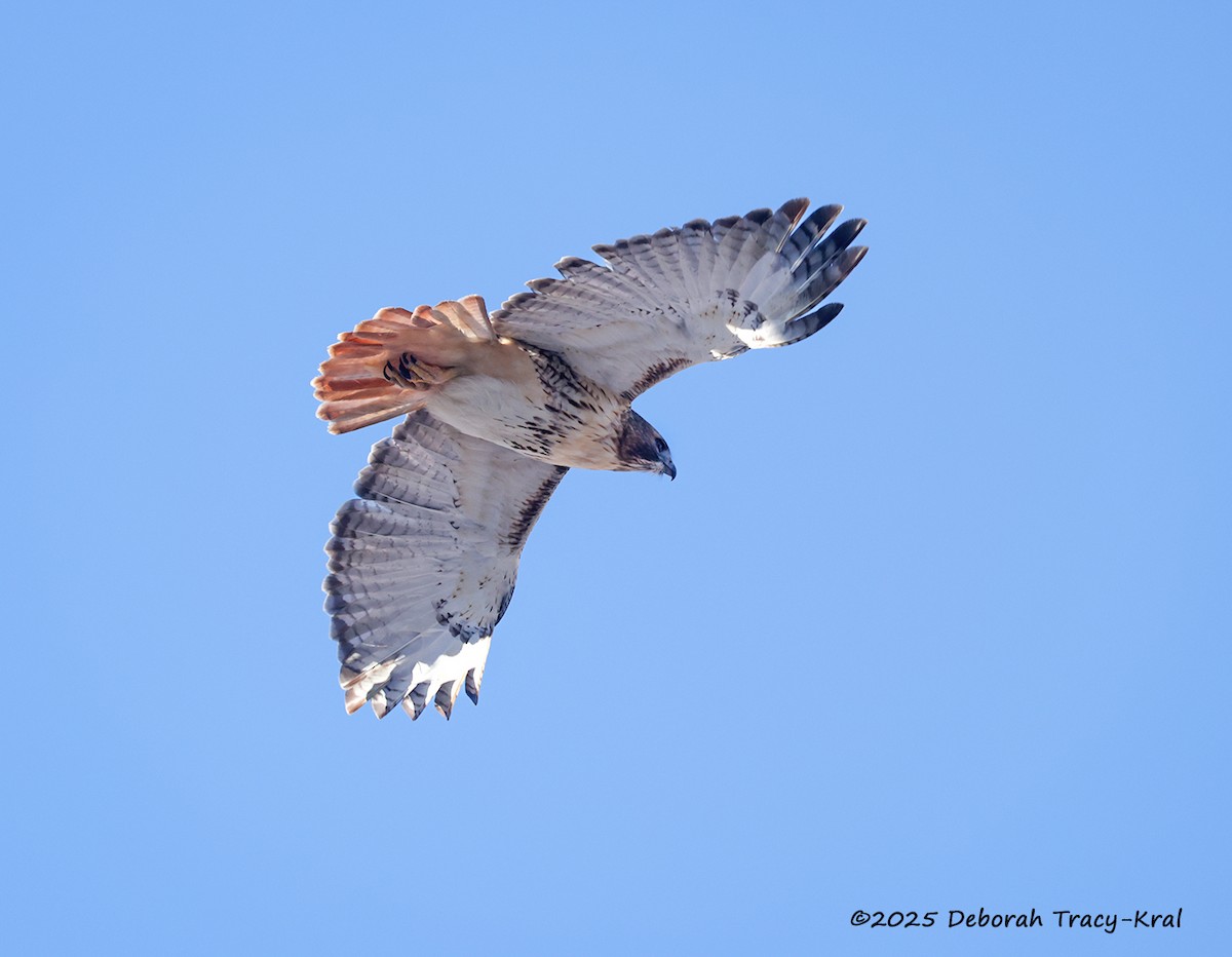 アカオノスリ - ML646649020