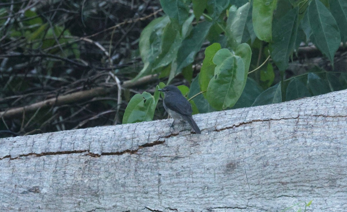Dusky-blue Flycatcher - ML646649023
