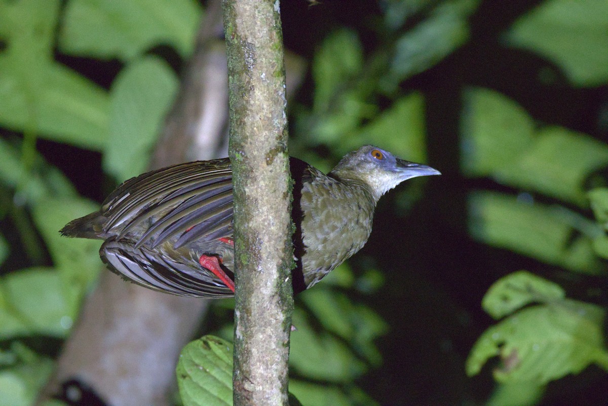 Nkulengu Rail - ML646649024