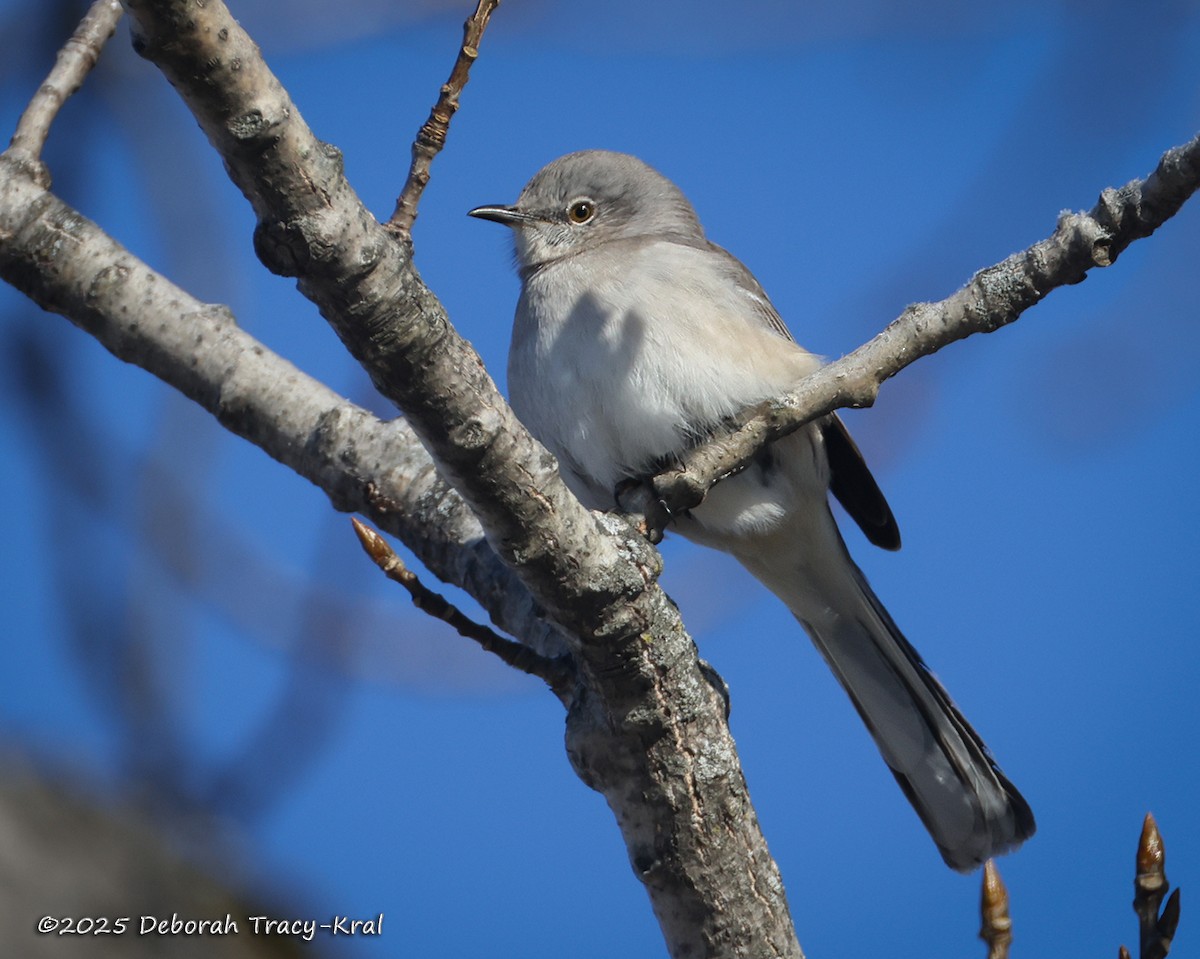 マネシツグミ - ML646649025