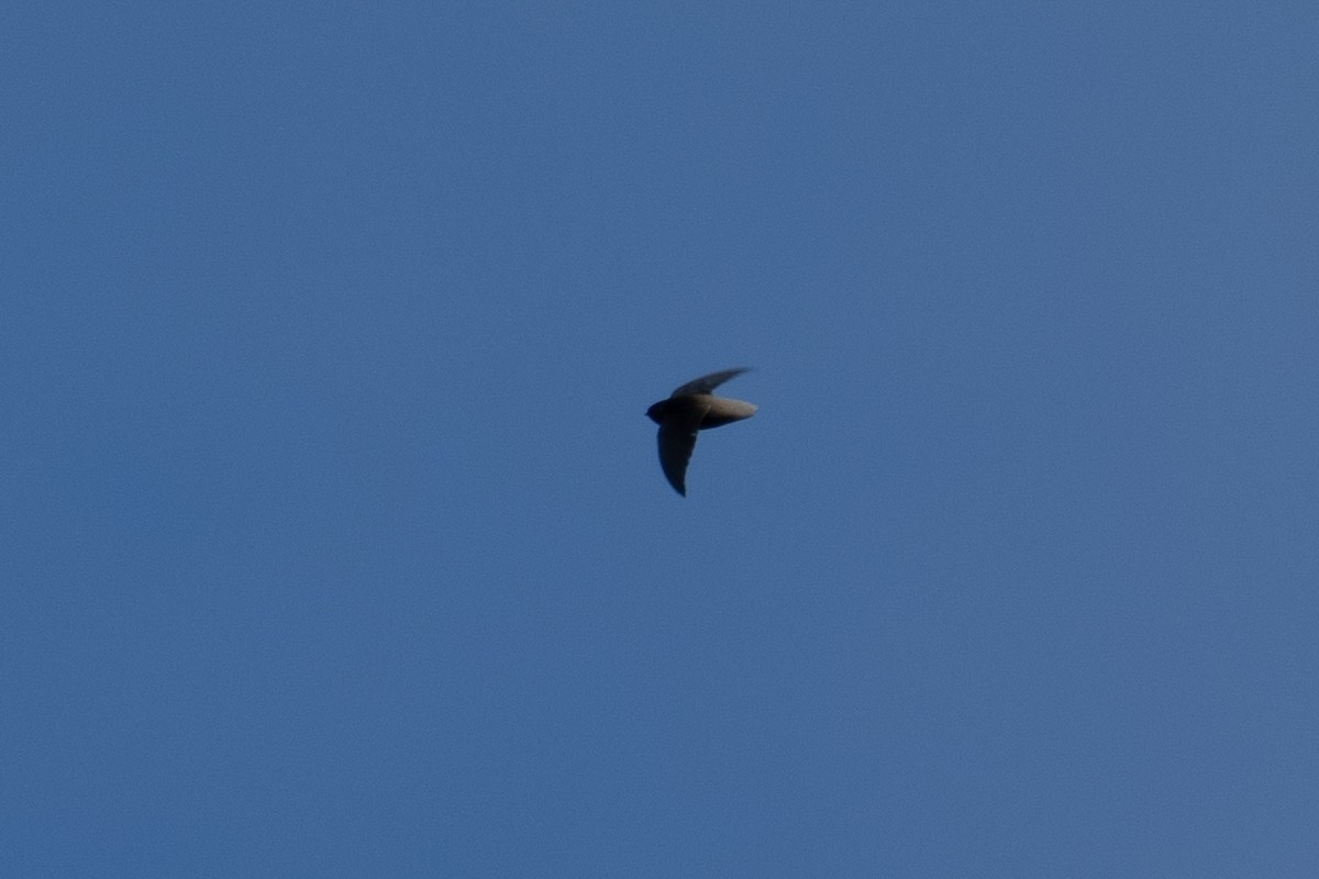 Short-tailed Swift - ML646649028