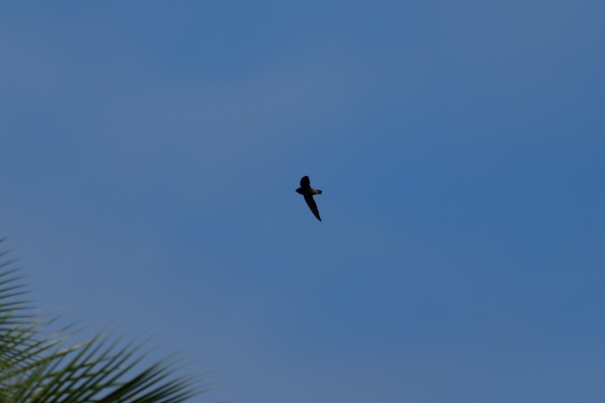 Short-tailed Swift - ML646649030