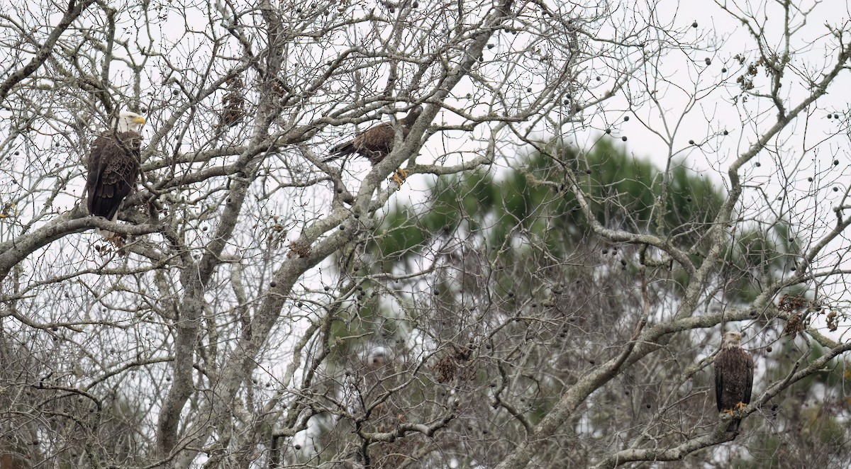 Bald Eagle - ML646649031