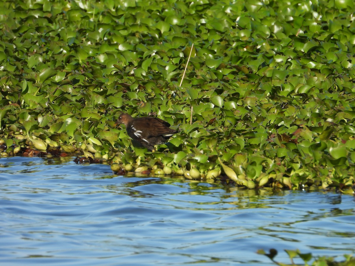 Eurasian Moorhen - ML646649033