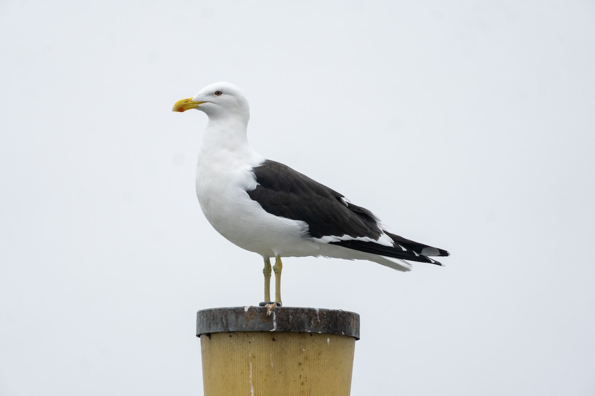 Kelp Gull - ML646649035