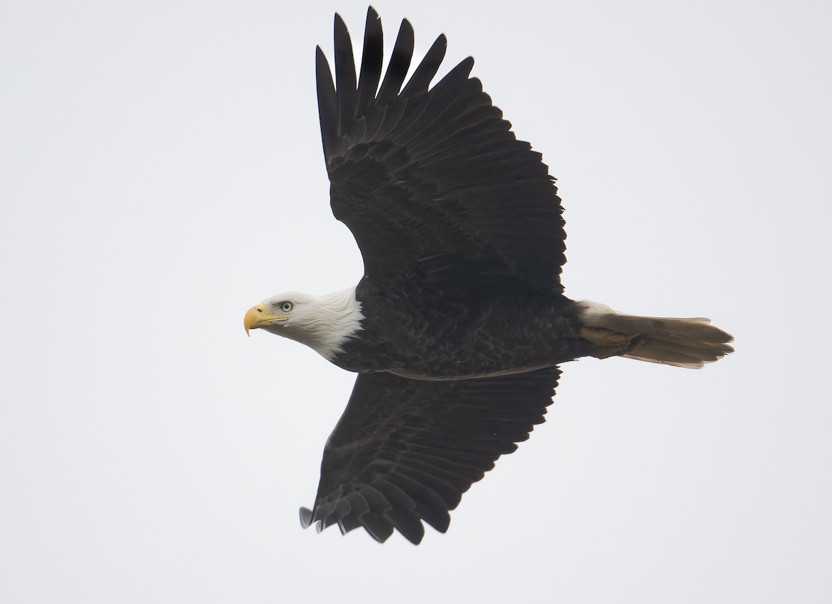Bald Eagle - ML646649036