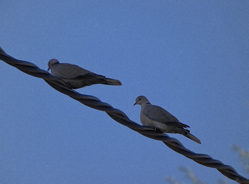 Eurasian Collared-Dove - ML646649037