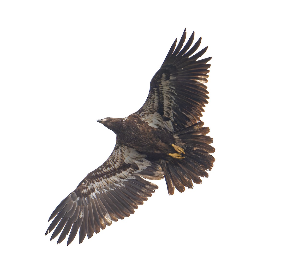 Bald Eagle - ML646649039