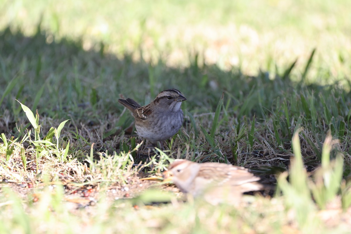 White-throated Sparrow - ML646649040