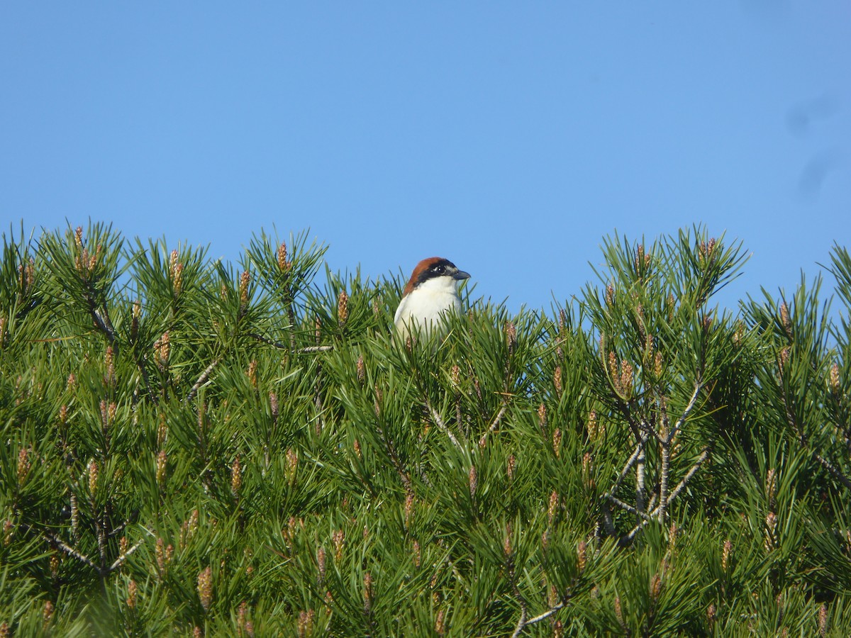 Woodchat Shrike - ML646649041