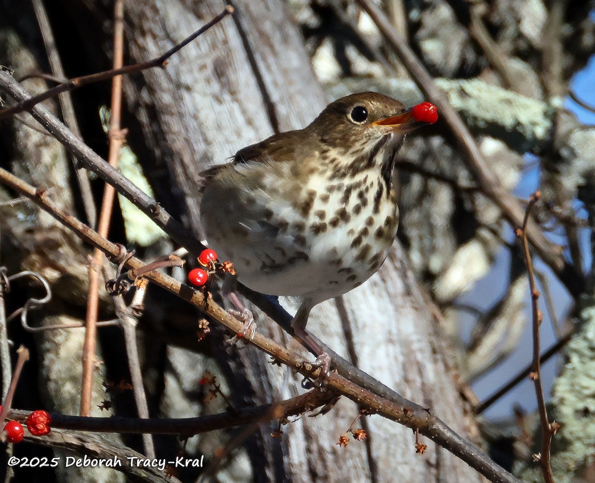 チャイロコツグミ - ML646649042