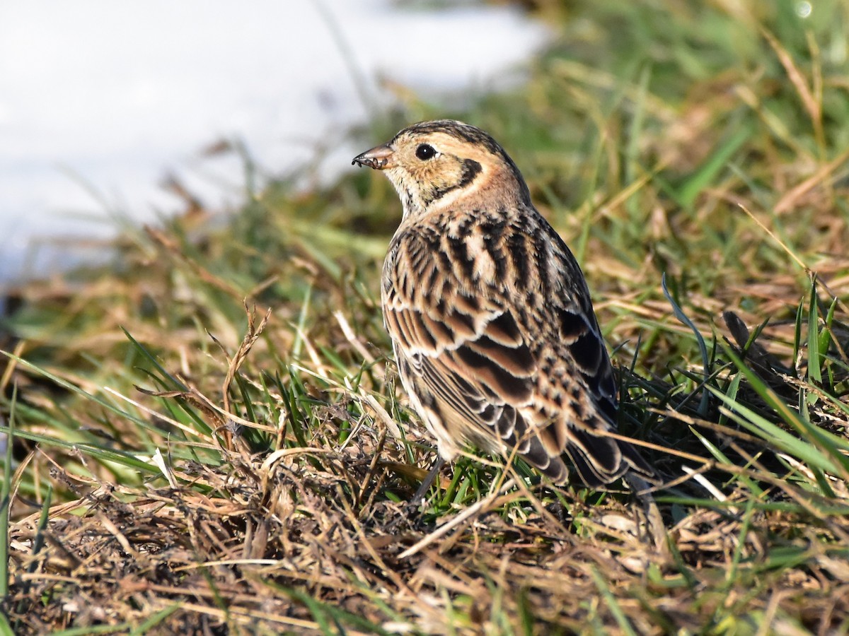 Lapland Longspur - ML646649043